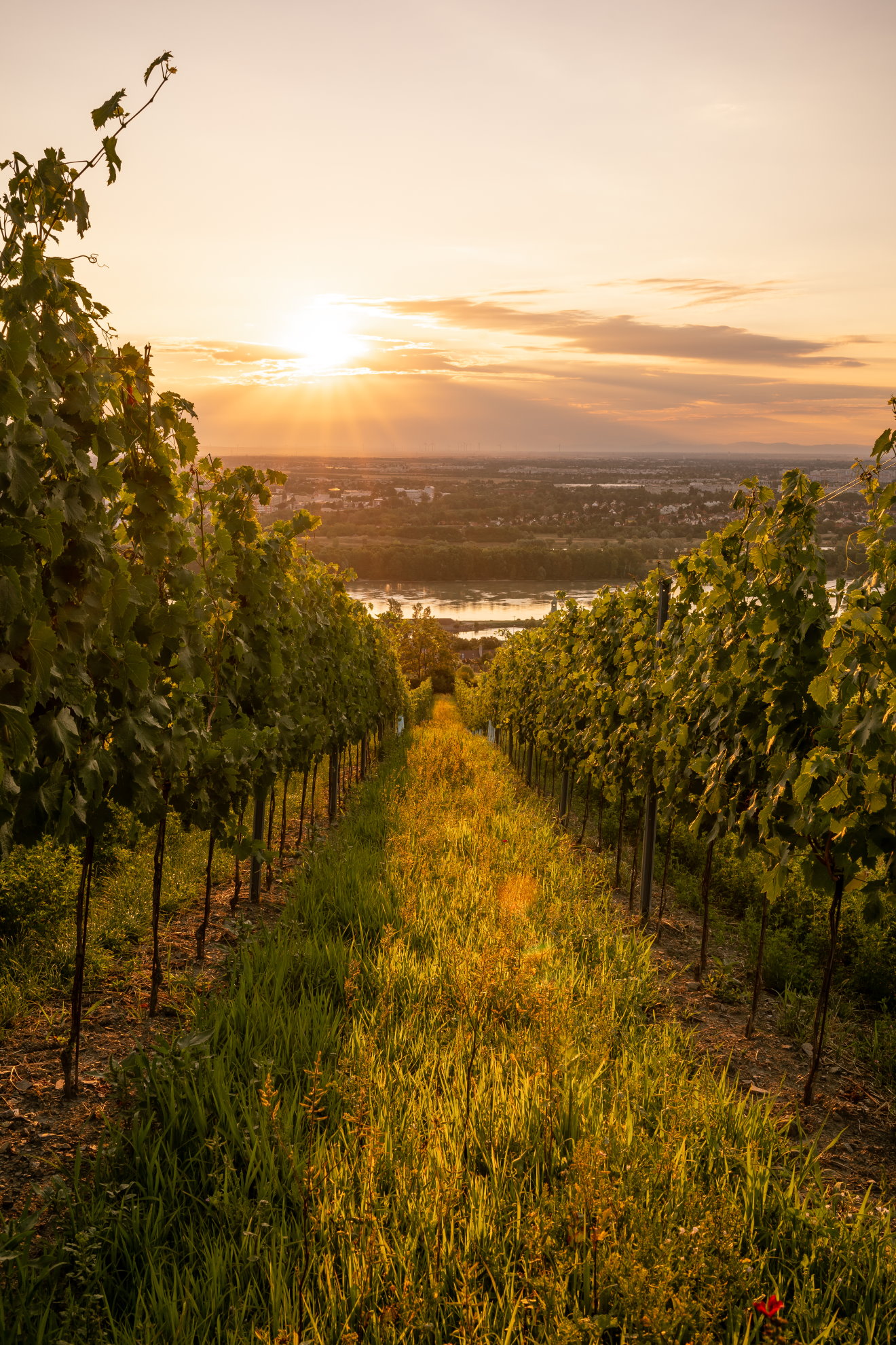 Sunrise from Josefsberg near Vienna