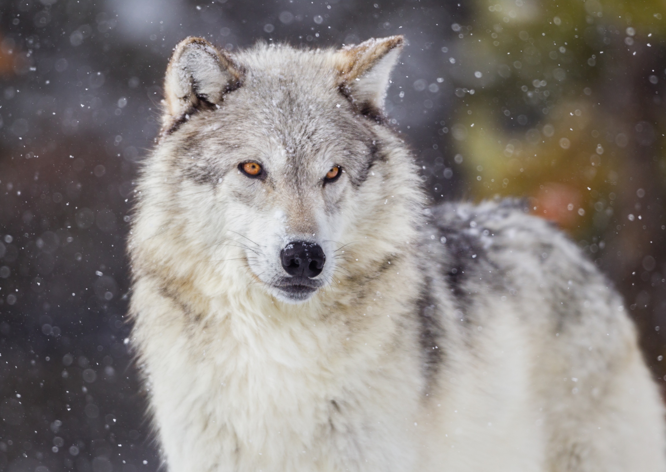 Der weißer Wolf